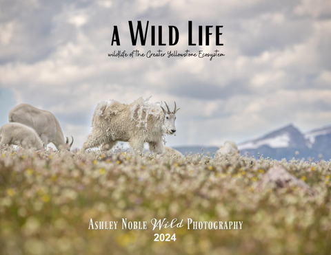 2024 Wildlife Calendar