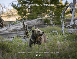 2025 Wildlife Calendar