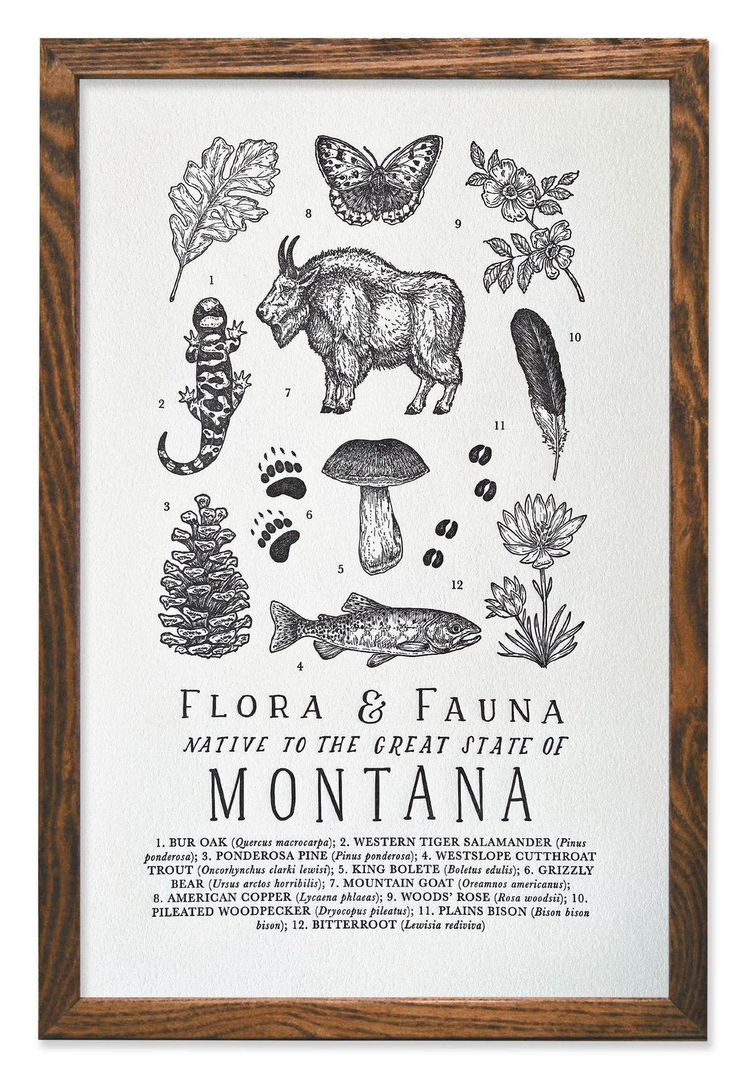 LETTERPRESS PRINT: Montana Field Guide - by The Wild Wander