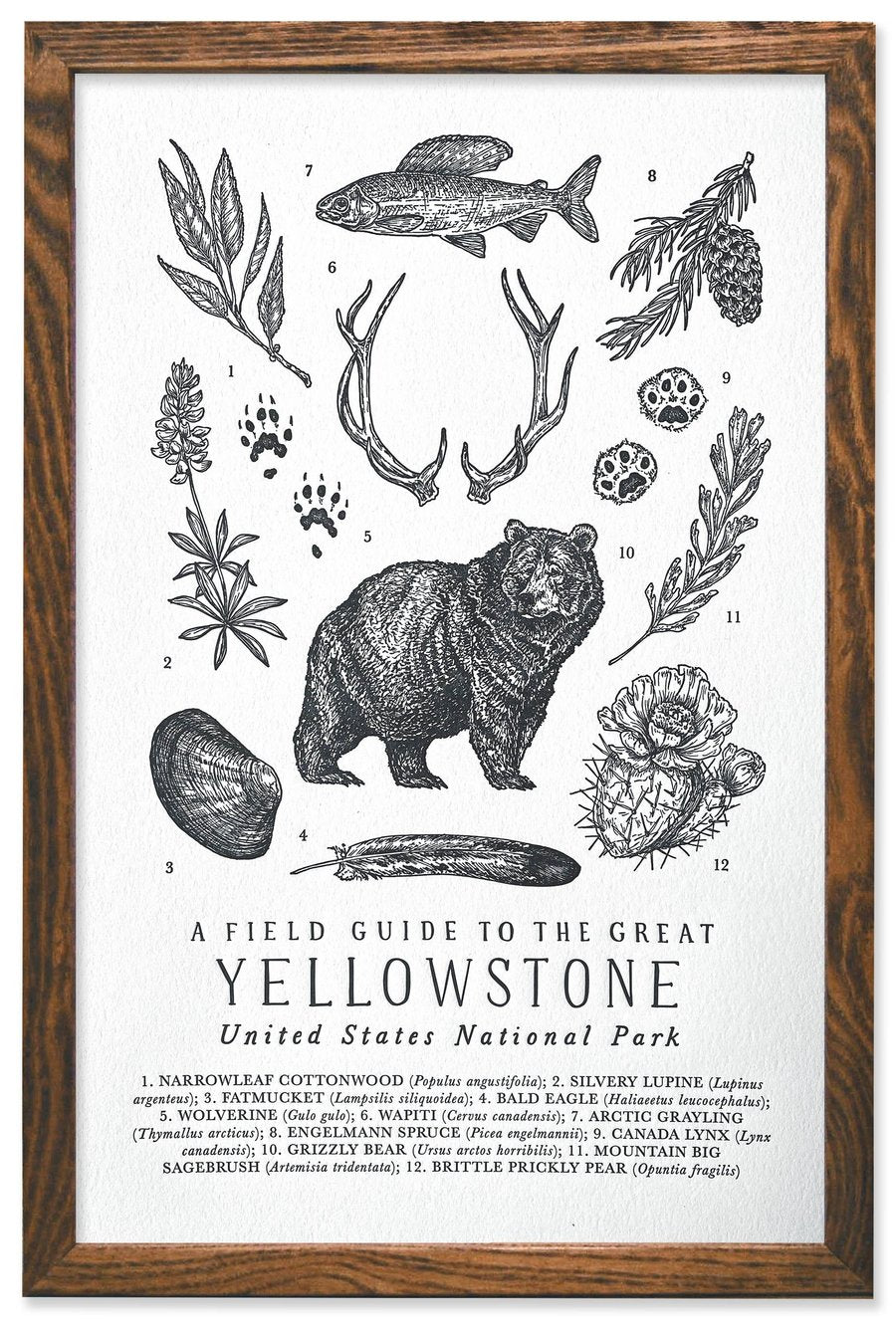 LETTERPRESS PRINT: Yellowstone Field Guide - by The Wild Wander